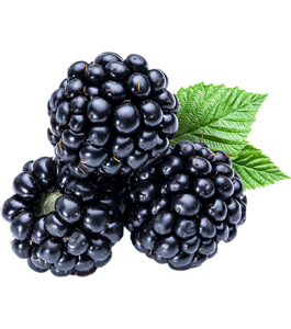 Blackberry PNG-26569